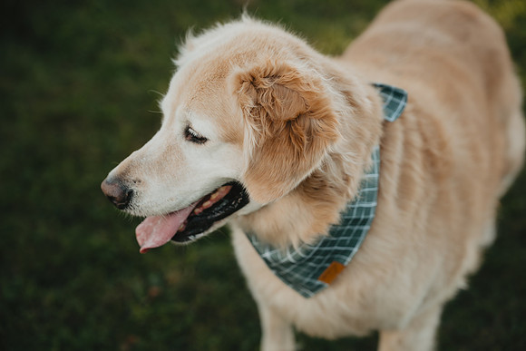 PCO00802